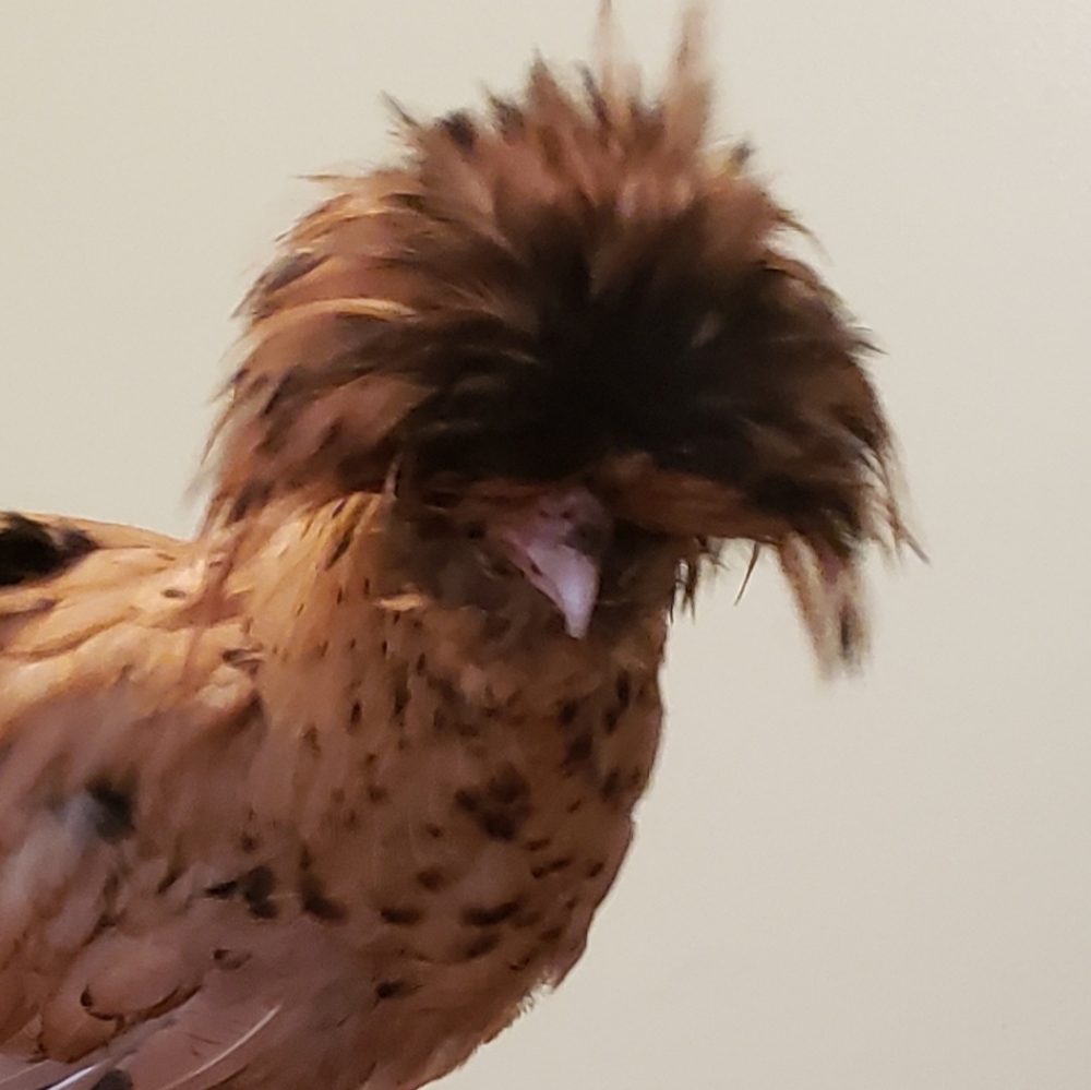 Meet your Posher, Charlie